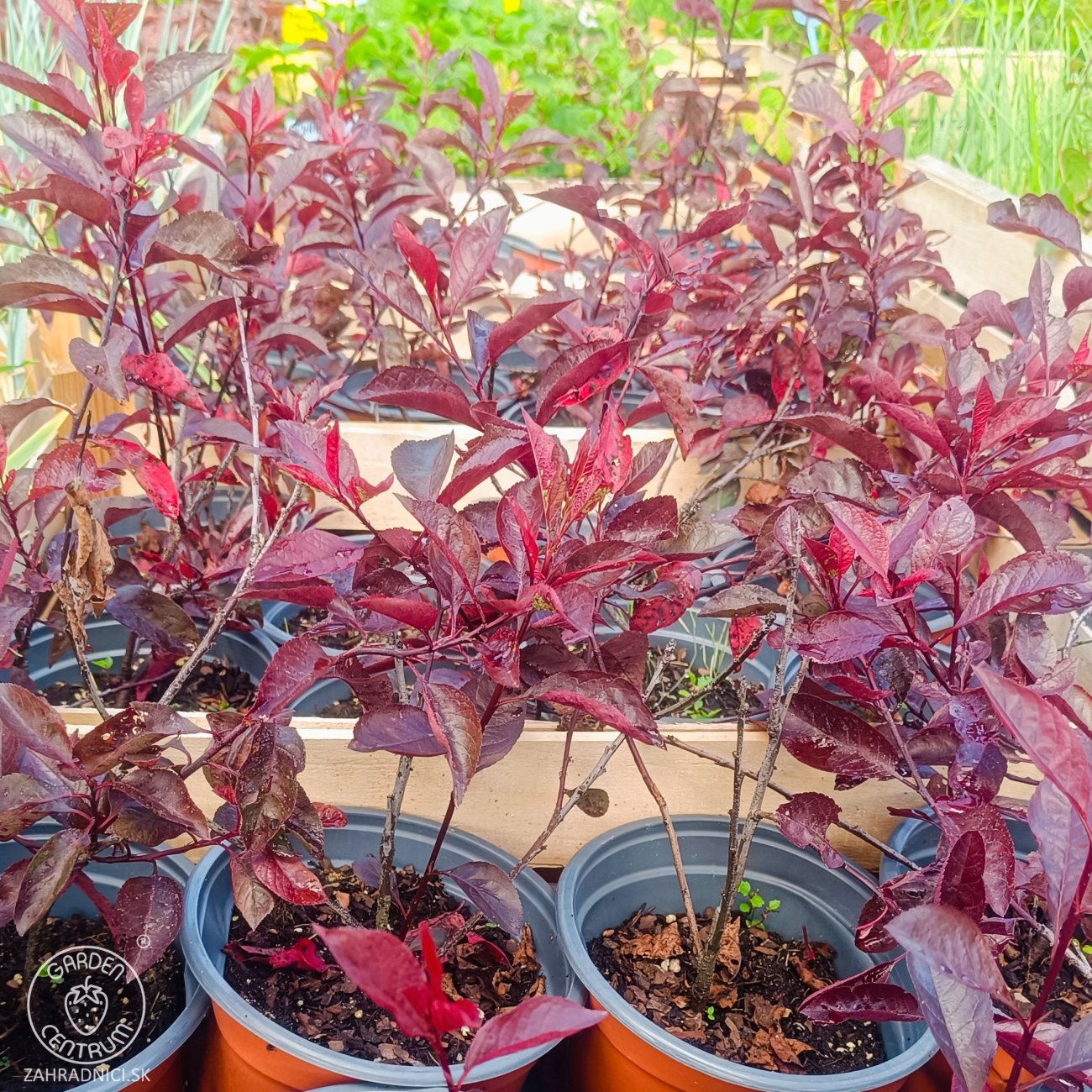 Obrázok Okrasná slivka (Prunus × cistena) - výška 30-40 cm, kont. C3L